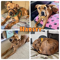 Photo of Harley - In Foster - Call for appt