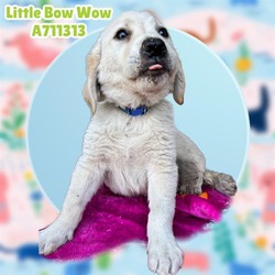 Photo of LITTLE BOW WOW