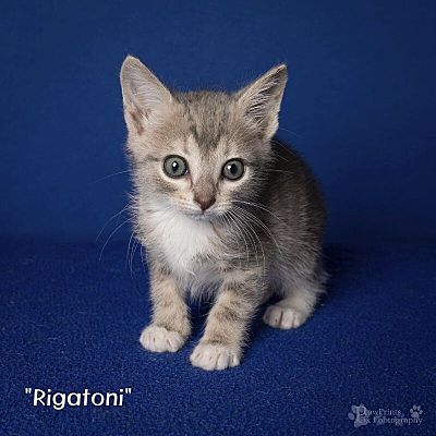 Maryville, TN - Domestic Shorthair. Meet Rigatoni a Pet for Adoption ...