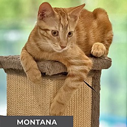 Thumbnail photo of Montana #3