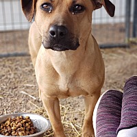 adopt a pet