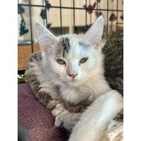 adopt-pet