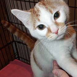 Thumbnail photo of Fred-ADOPTED #2