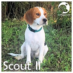 Thumbnail photo of Scout II #1
