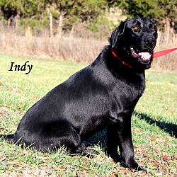 Thumbnail photo of Indy ~ meet me! #2