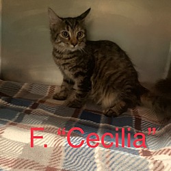 Photo of Cecilia