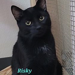 Thumbnail photo of Risky #3