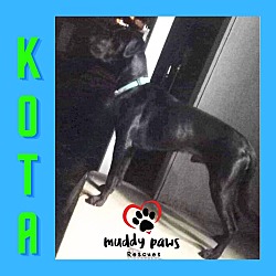 Thumbnail photo of Kota (Courtesy Post) #3
