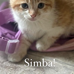 Photo of Simba