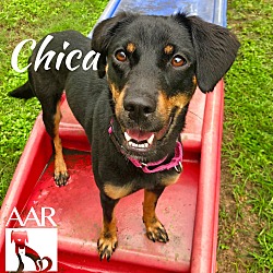 Thumbnail photo of Chica #4