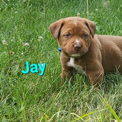 Thumbnail photo of Jay (Moose) #3