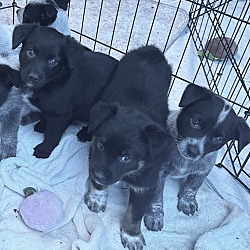 Thumbnail photo of HEELER BABY GIRLS #3