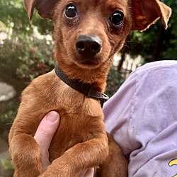 Thumbnail photo of Chiweenie Red Rollie #4