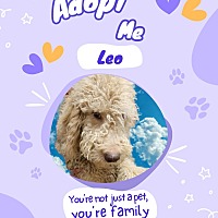adopt a pet