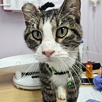 adopt a pet