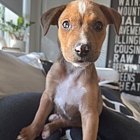 adopt a pet
