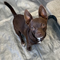adopt a pet