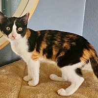 adopt-pet