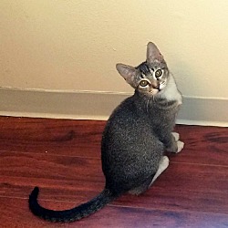 Photo of Scout the Kitten