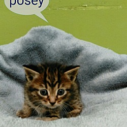 Thumbnail photo of Posey #3