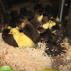 Thumbnail photo of Ducklings (12) #3