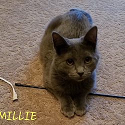 Thumbnail photo of MILLIE #1