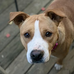 Thumbnail photo of Breanna~adopted! #2