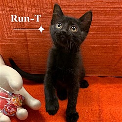 Thumbnail photo of Run-T #4