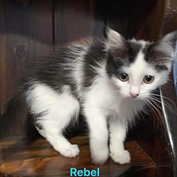 Photo of Rebel