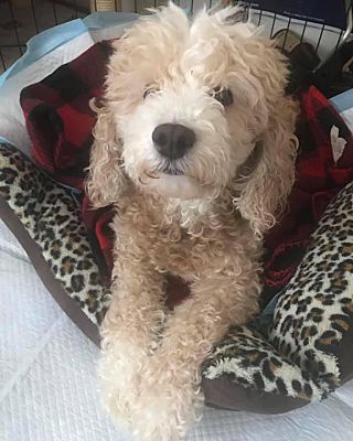 Chicago, IL - Cockapoo. Meet Sandy a Pet for Adoption - AdoptaPet.com