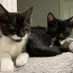 Photo of Curly and Mo - Bonded