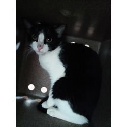 Photo of Billie Jean (PetSmart Manhattan)