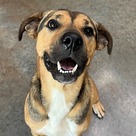 Adopt A Pet :: Waffles - Versailles, KY