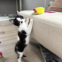 adopt a pet