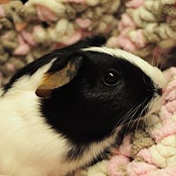 Thumbnail photo of Cookie #2