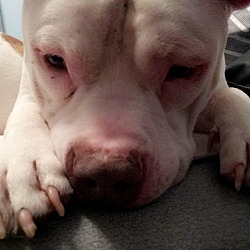 Puppies For Sale In Binghamton New York Adoptapet Com