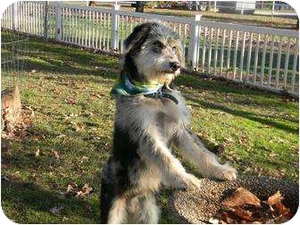poodle and shepherd mix