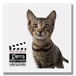 Thumbnail photo of Sierra #1