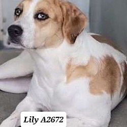 Thumbnail photo of Lily A2672 #2