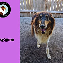 Thumbnail photo of Jasmine #2