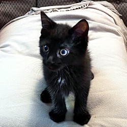 Thumbnail photo of Midnight #3