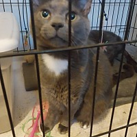 adopt a pet