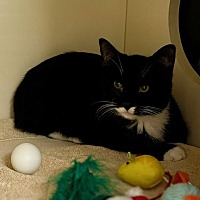 adopt a pet