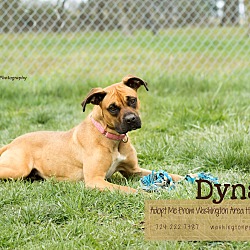 Thumbnail photo of Dyna #2