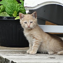 Photo of Miss O's kitten #2