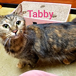 Thumbnail photo of TABBY #1