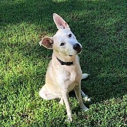 Photo of HAPPY DOG KANE