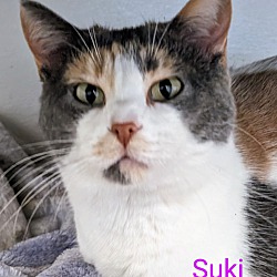 Photo of Suki