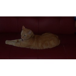 Thumbnail photo of Garfield #2