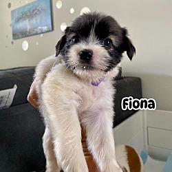 Thumbnail photo of Fiona #3